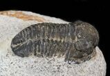 Bargain Gerastos Trilobite Fossil #43475-1